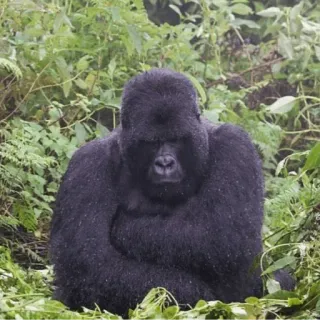☹️ gorilla, scimmia, primate, fauna selvatica, animale, natura whatsapp sticker