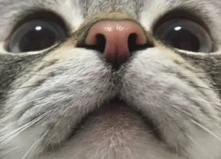 🌟 kucing, close-up, hewan, hewan peliharaan, hidung, mata, kucing, bulu telegram sticker