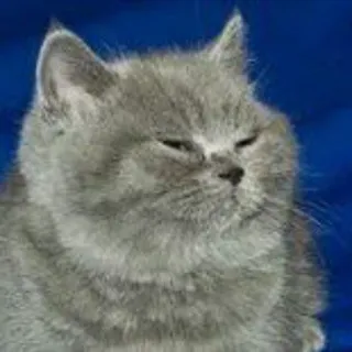 😎 cat, grey cat, kitten, animal, pet whatsapp sticker