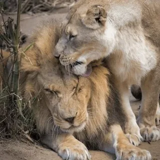 👅 львы, нежность, дикая природа, животные, крупные кошки telegram sticker