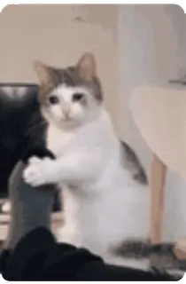 🐱 gato, animal, gracioso, lindo, meme, juguetón, doméstico telegram sticker