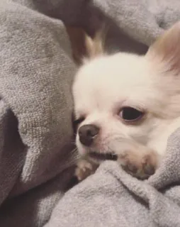😢 hond, chihuahua, schattig, dier, huisdier telegram sticker