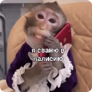 📞 Я сваню в полицию 猴子, 动物, 电话, 俄语, 通话, 警察 whatsapp sticker