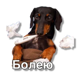 🤒 Болею dog, ill, sick, thermometer, tissues whatsapp sticker