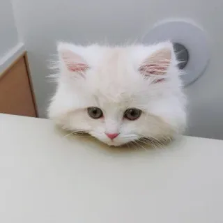 ☹️ gato, gatinho, gato branco, animal de estimação, animal telegram sticker