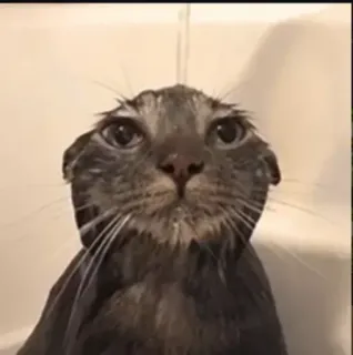 😿 cat, wet cat, animal, meme, funny, domestic cat telegram sticker