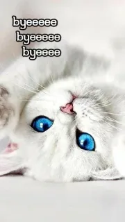🥺 byeeeee
byeeeee
byeeeee kucing, anak kucing, sampai jumpa, kucing putih, mata biru, hewan telegram sticker