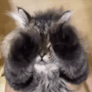 😆 gato, animal, fofo, animal de estimação, fofo whatsapp sticker