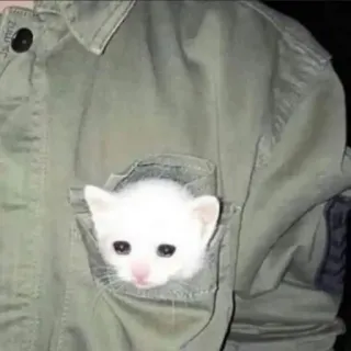 😞 cat, kitten, cute, pocket, animal, white telegram sticker