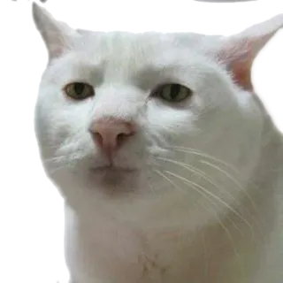 😐 Katze, weiße Katze, Tier, Meme, lustig telegram sticker