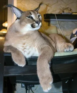 😉 cat, floppa, caracal, animal, feline, mammal telegram sticker