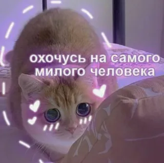 ♥️ охочусь на самого милого человека gatto, carino, animale, animale domestico, russo, testo, gattino telegram sticker