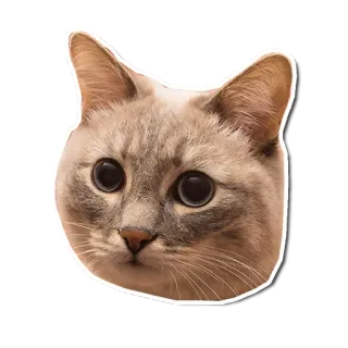 😕 кот, животное, питомец, котенок, милый, мем telegram sticker