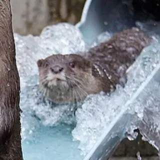 🐾 loutre, eau, animal, mignon, nature whatsapp sticker