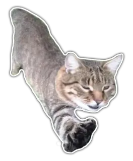✋ Katze, Tier, Haustier, Katzenartig, Süß, Hauskatze whatsapp sticker