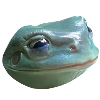 ❤️ rã, animal, verde, anfíbio, vida selvagem, natureza whatsapp sticker