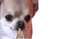 😏 chihuahua, dog, funny, meme telegram sticker