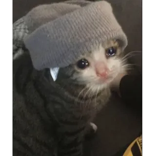 😭 kucing, anak kucing, sedih, menangis, kupluk, hewan telegram sticker