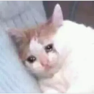 😢 кот, грустный, плачет, мем, животное telegram sticker