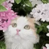 🐱
