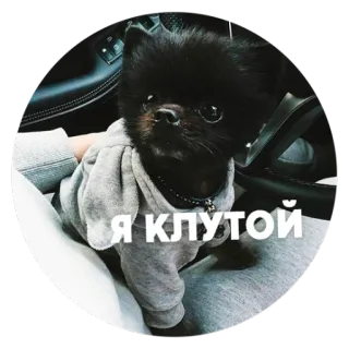 😎 Я КЛУТОЙ 犬, 子犬, かわいい, 動物, 服, ペット telegram sticker