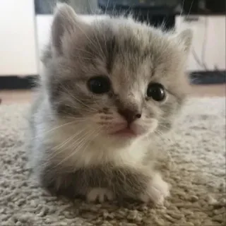 Котики @anime_sticks whatsapp stickers