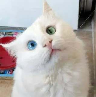 ❓ gatto, gatto bianco, eterocromia, gatto con occhi diversi, gatto domestico, animale, animale domestico, carino, felino telegram sticker