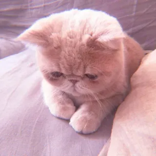 🌷 แมว, ลูกแมว, น่ารัก, สัตว์เลี้ยง, สัตว์, เอ็กโซติก ช็อตแฮร์ telegram sticker