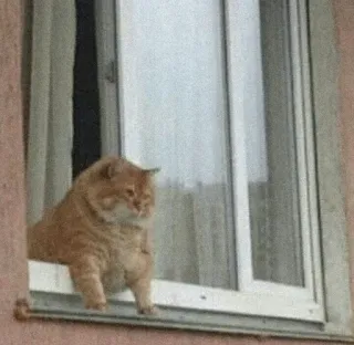 😩 猫, 窓, 動物, ペット, ネコ科 telegram sticker
