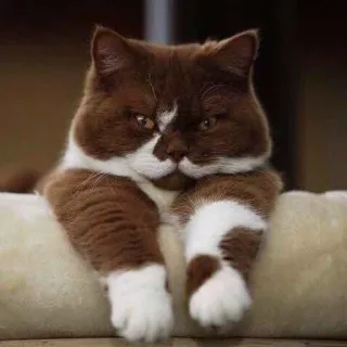 🤗 кот, домашнее животное, животное, коричневый кот, белый кот telegram sticker
