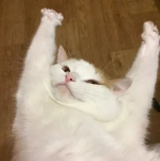 🖐 kot, zwierzę, słodki, śmieszny, biały, zwierzak, góra telegram sticker