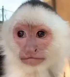 🧐 aap, dier, schattig, witschouderkapucijn, primaat, zoogdier whatsapp sticker