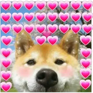 😀 hond, shiba inu, harten, schattig, dier telegram sticker