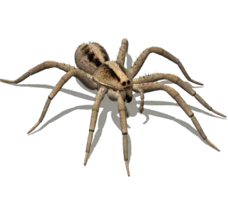 🕷 spin, spinachtige, insect, dier, insect telegram sticker