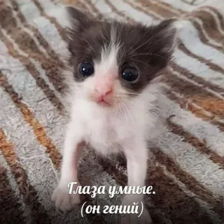 🧠 Глаза умные. (он гений) telegram sticker