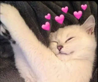 😍 кот, сердечки, милый, животное, наклейка telegram sticker