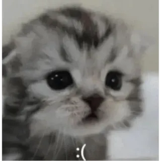 ☹️ :( kätzchen, traurig, katze, tier, süß, haustier, katzenartig telegram sticker