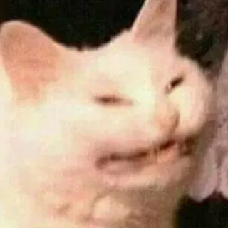 😶 cat, meme, funny, animal, pet, white cat, disgust, expression telegram sticker