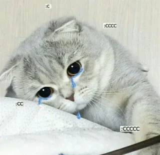 🍬 :c :ccc :cc :ccccc cat, sad, cute, cry, animal, kitten, meme whatsapp sticker