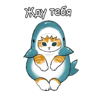 ⌛️ Жду тебя 猫, 鲨鱼, 可爱, 等待, 动物 whatsapp sticker