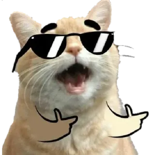 😎 kot, okulary przeciwsłoneczne, cool, mem, śmieszne, zwierzę telegram sticker