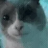 🐱