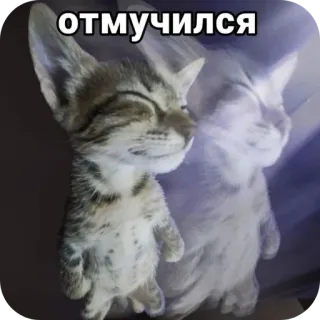 🐱 отмучился telegram sticker