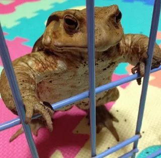 😎 grenouille, crapaud, animal, animal de compagnie, reptile, cage whatsapp sticker