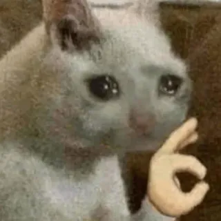 👌 cat, crying, okay gesture, meme, animal telegram sticker