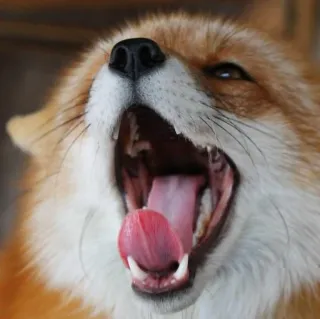 🦊 whatsapp sticker
