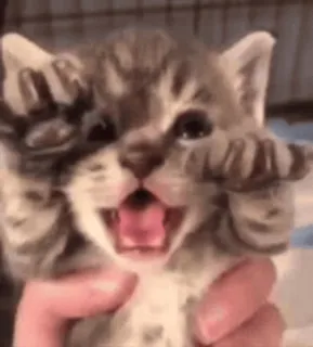😤 котенок, кошка, милый, животное, питомец, кошачий whatsapp sticker