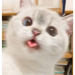 👛 고양이, 새끼 고양이, 동물, 애완 동물, 귀여운, 혀, 웃긴 whatsapp sticker