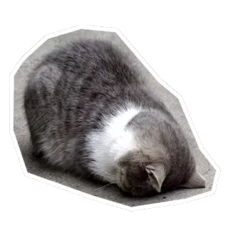 😞 кот, спящий, серый, животное, домашний, кошачий, милый whatsapp sticker