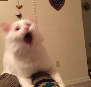 🙀 кот, белый кот, зевающий, домашнее животное, животное, домашнее животное whatsapp sticker
